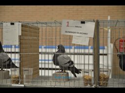 Concurso de Palomas 2012